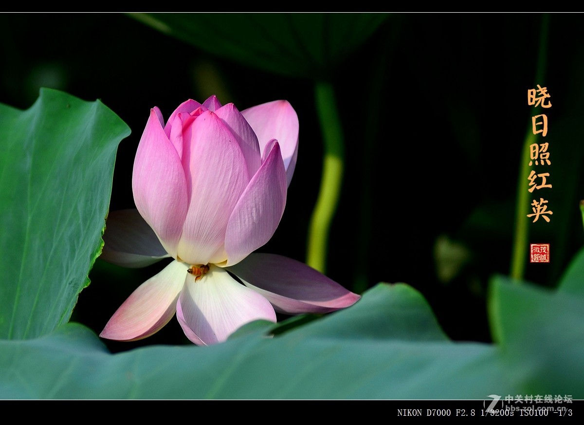 盛夏的滋味——晨风动翠叶，晓日照红英