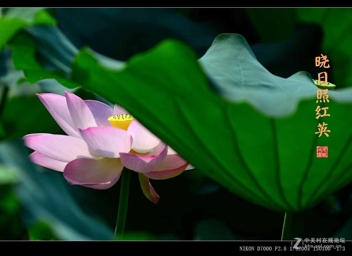 盛夏的滋味——晨风动翠叶，晓日照红英