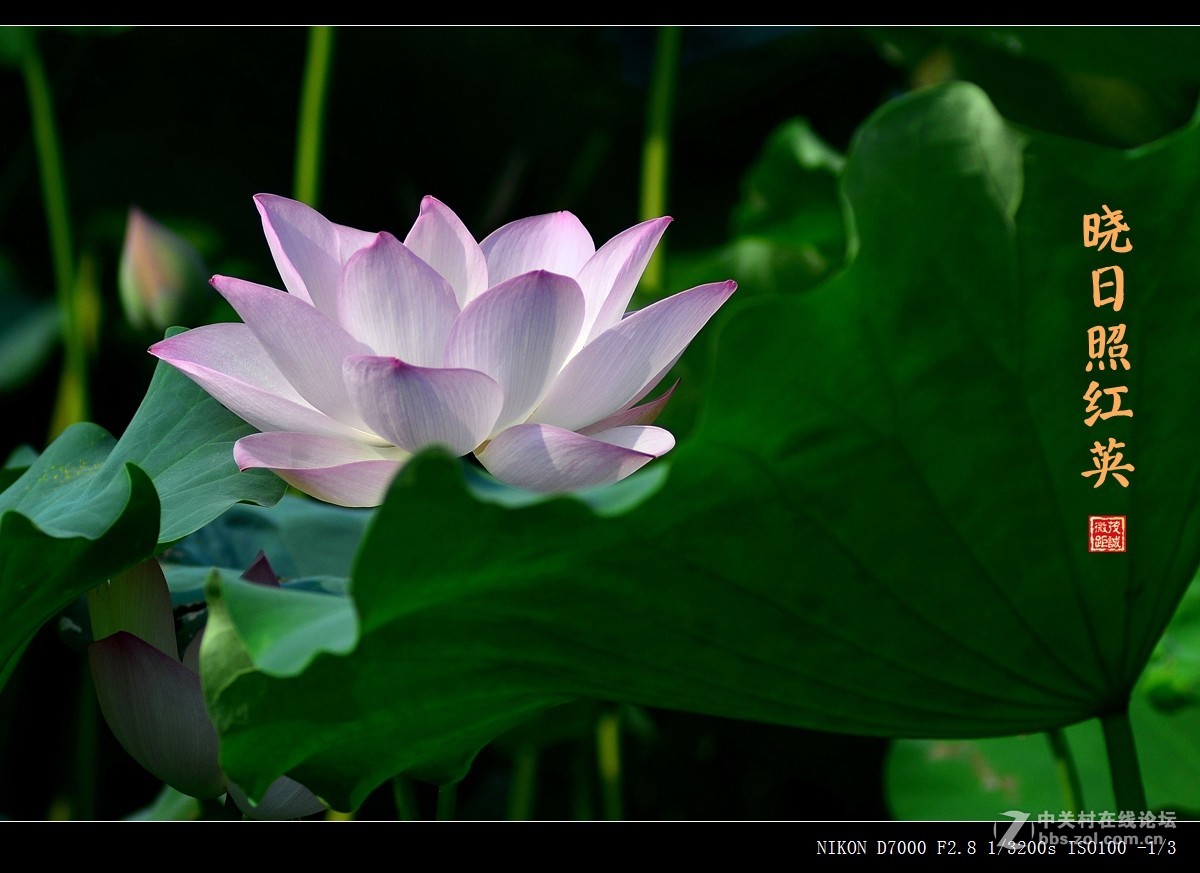 盛夏的滋味——晨风动翠叶，晓日照红英