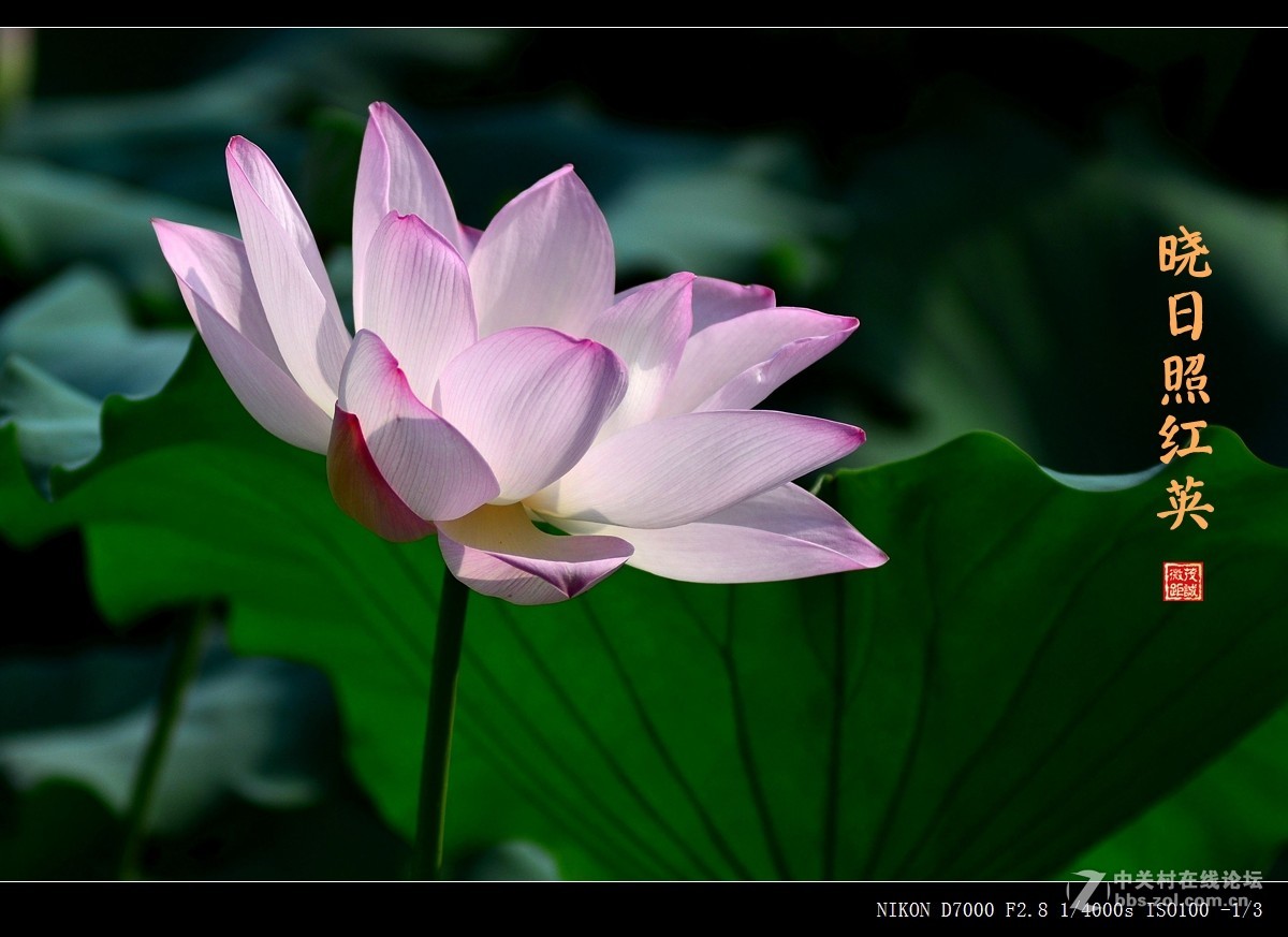 盛夏的滋味——晨风动翠叶，晓日照红英