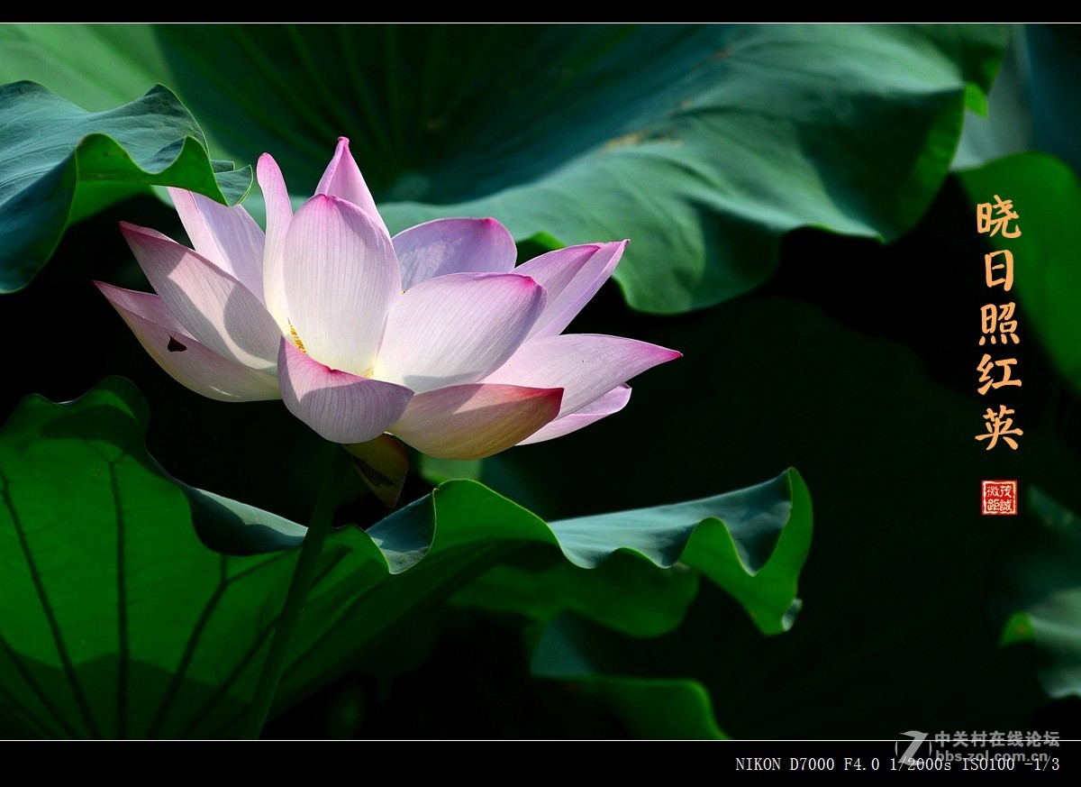 盛夏的滋味——晨风动翠叶，晓日照红英