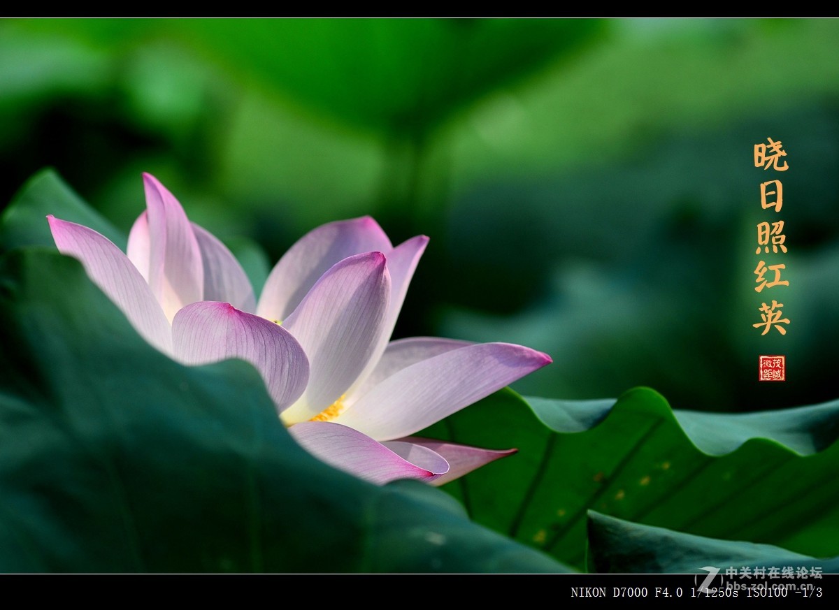 盛夏的滋味——晨风动翠叶，晓日照红英