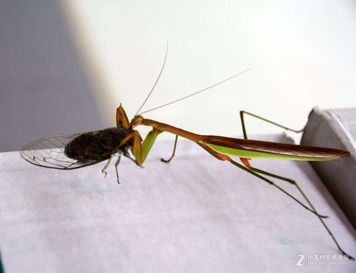 无意中的发现--螳螂捕蝉