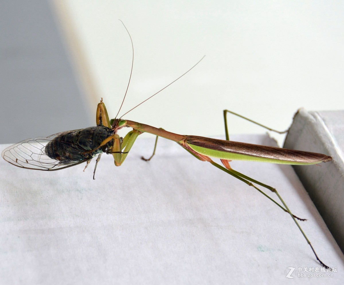 无意中的发现--螳螂捕蝉