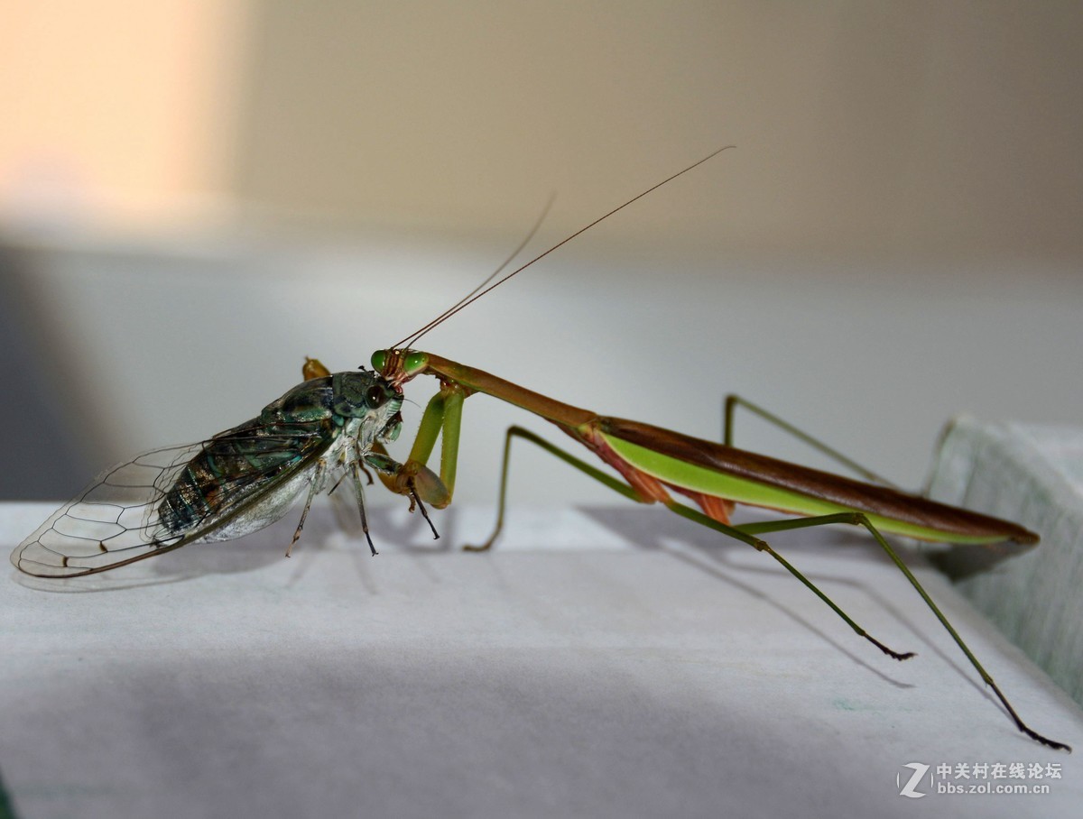 无意中的发现--螳螂捕蝉