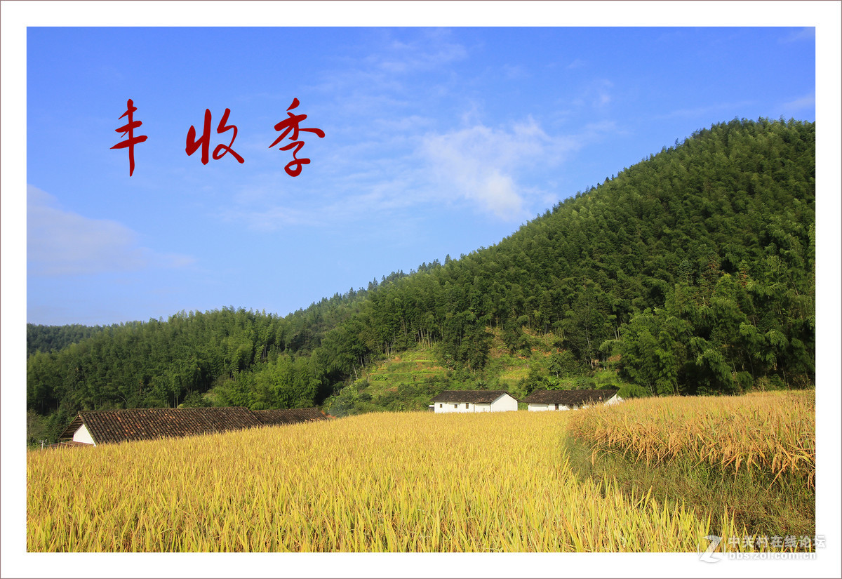 上堡梯田丰收季