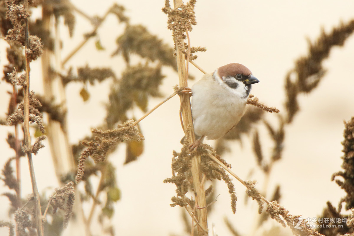 这么冷清，还是我来第一发吧，请指教