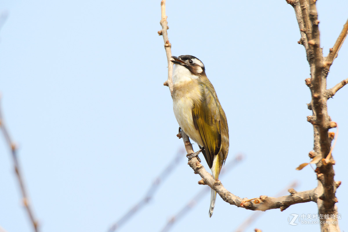 这么冷清，还是我来第一发吧，请指教