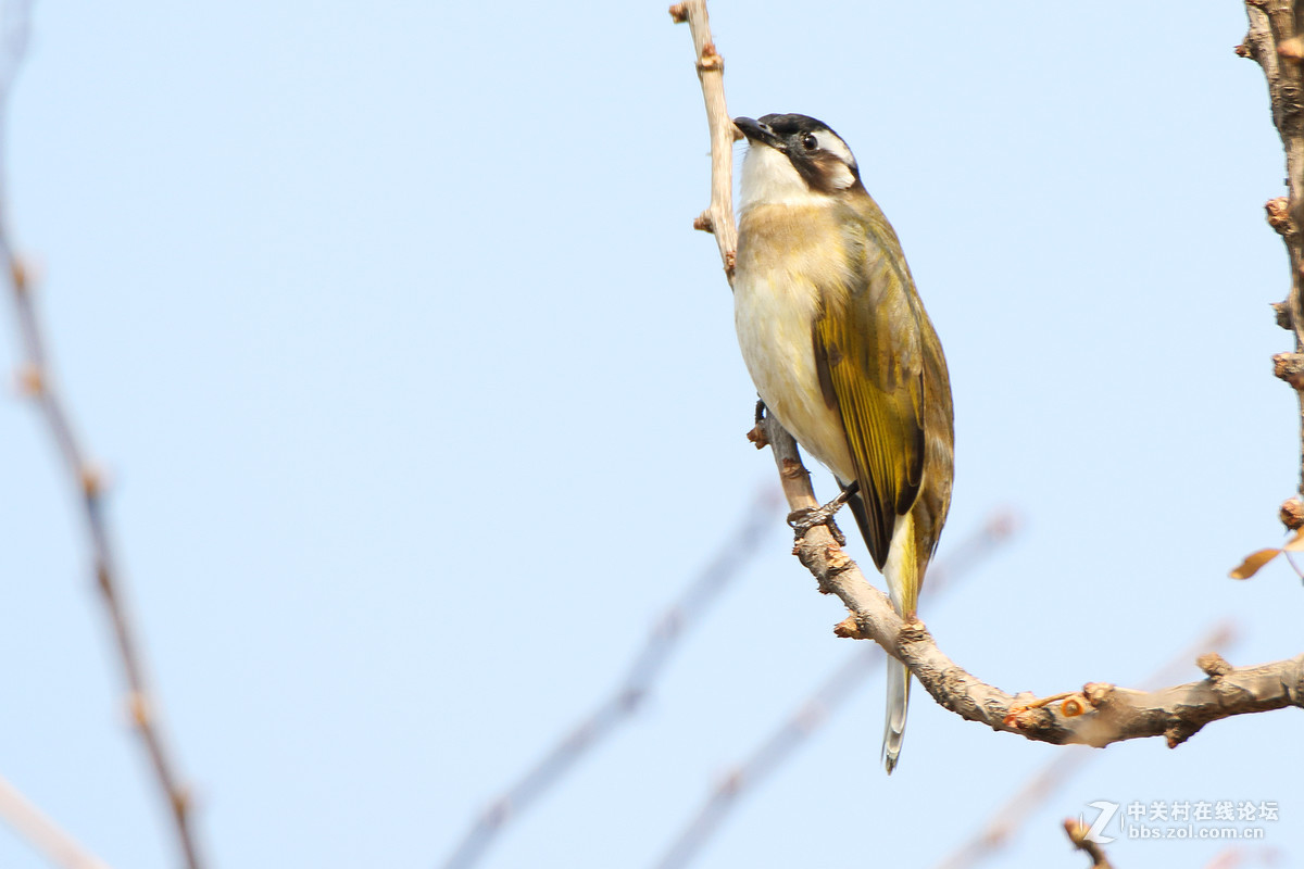 这么冷清，还是我来第一发吧，请指教