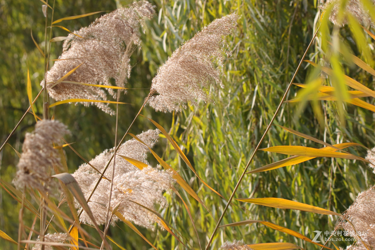 第二发，这镜头中短焦实拍表现