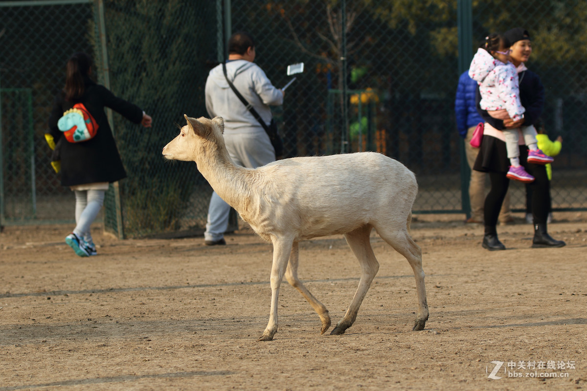 第二发，这镜头中短焦实拍表现