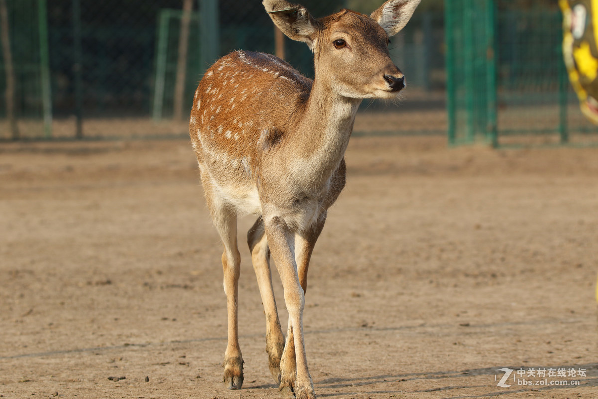 第二发，这镜头中短焦实拍表现