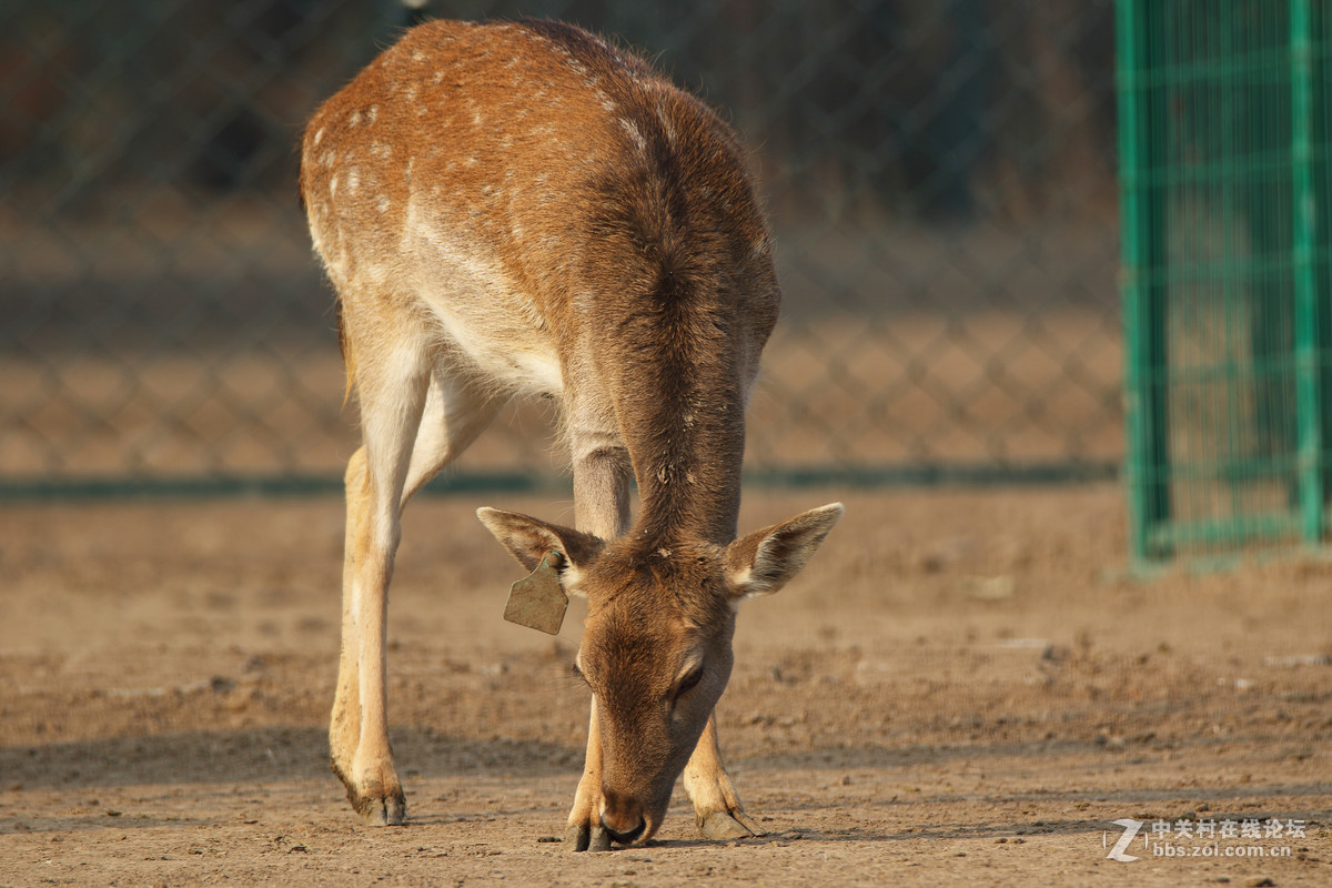 第二发，这镜头中短焦实拍表现