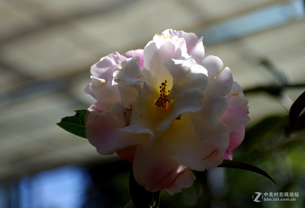 久违了，宾得星空(中国)