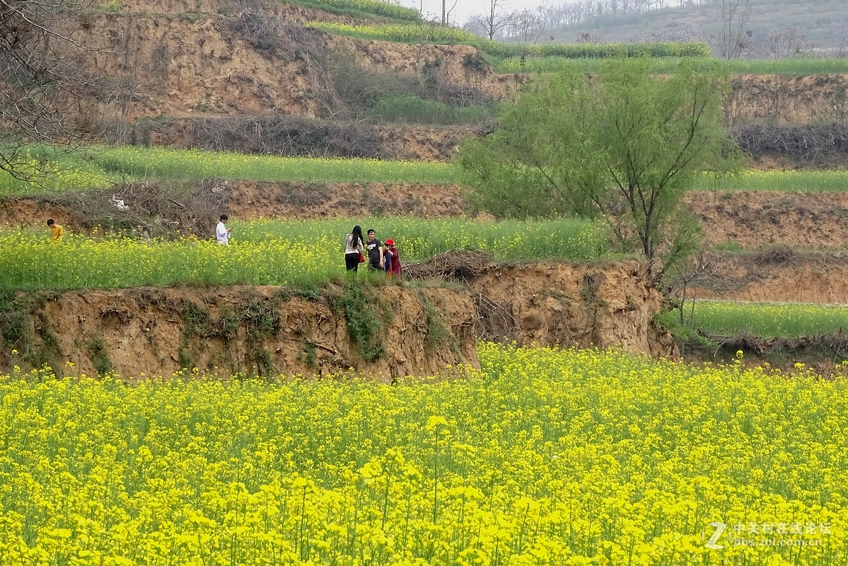 油菜花开乱石坡（村名）