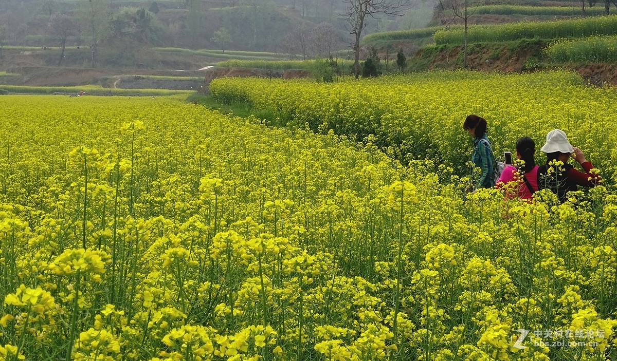油菜花开乱石坡（村名）