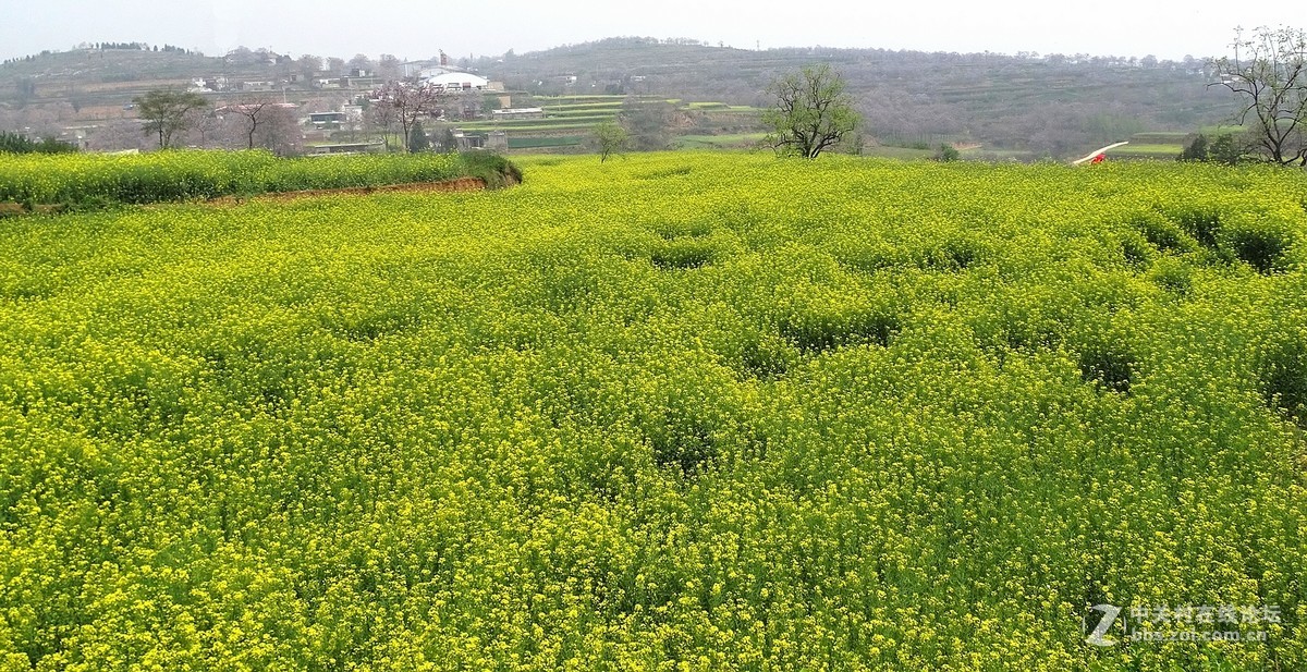 油菜花开乱石坡（村名）