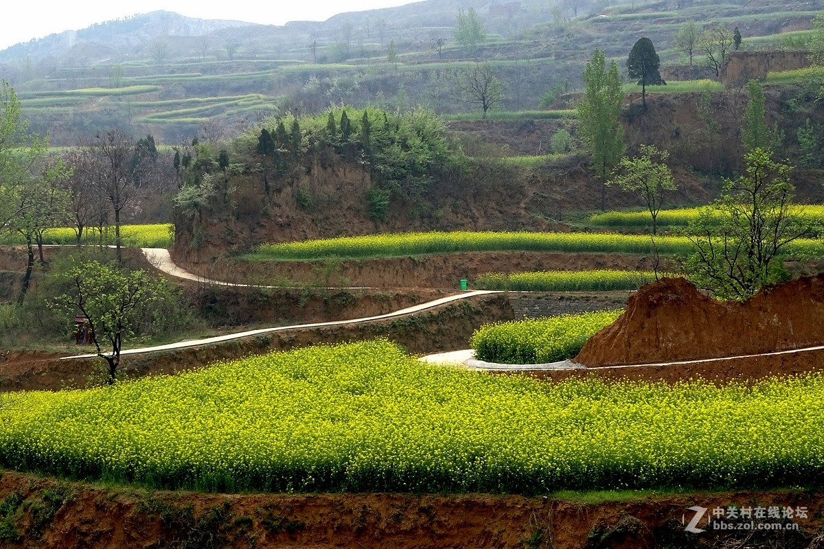 油菜花开乱石坡（村名）
