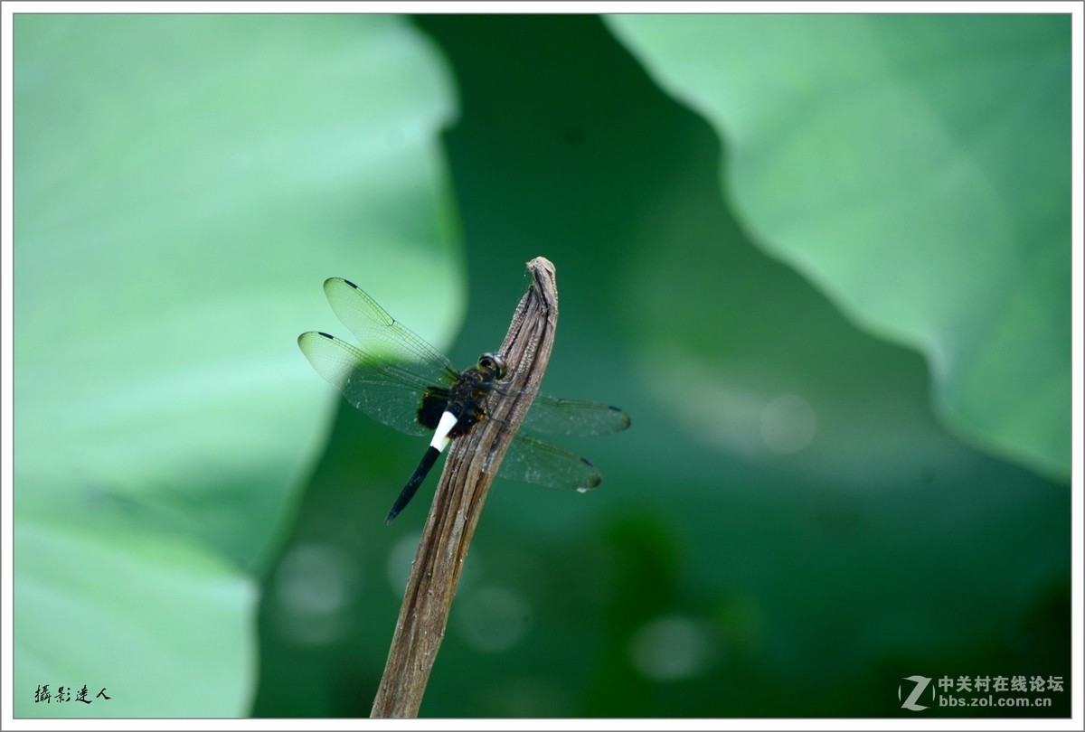 小荷才露尖尖头，早有蜻蜓立上头