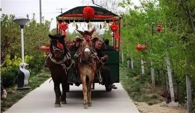 晋州旅游：众里寻他千百度，蓦然回首，那景却在，果香四溢田间处