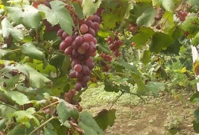晋州旅游：众里寻他千百度，蓦然回首，那景却在，果香四溢田间处