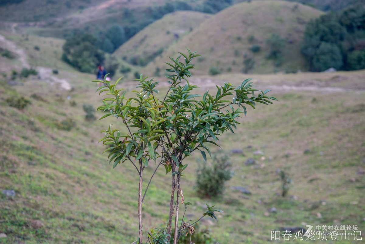 到此一游，尼康D610+尼康24 85VR
