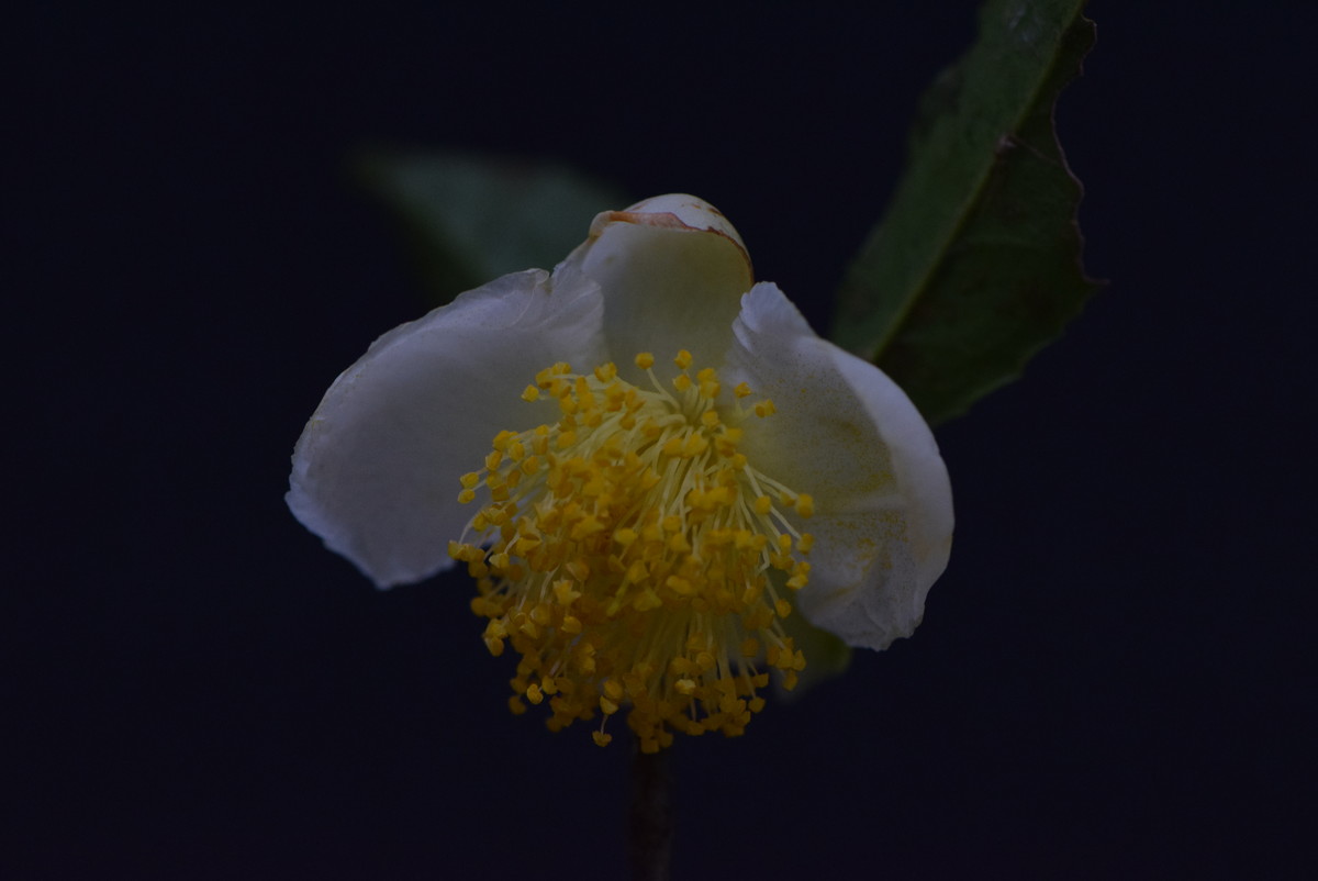 尼康AF-S VR 105mm f/2.8