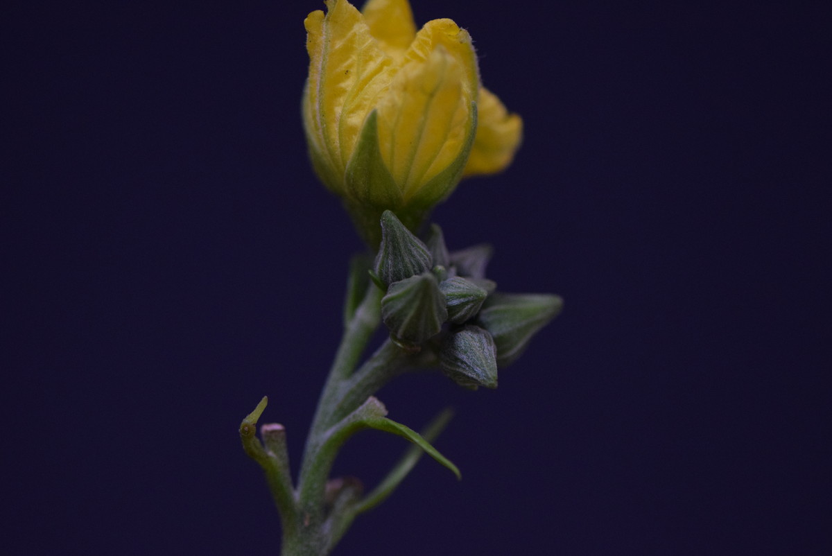 尼康AF-S VR 105mm f/2.8