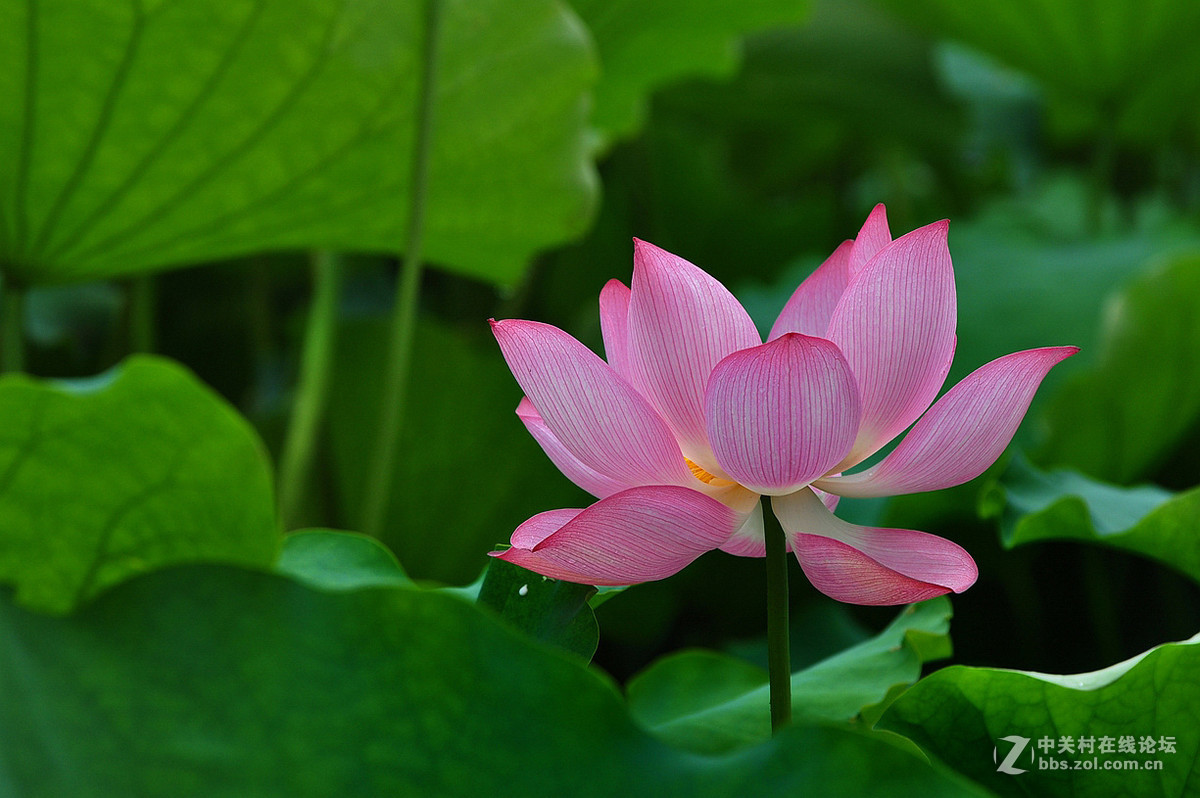 长沙烈士公园荷花红艳艳上