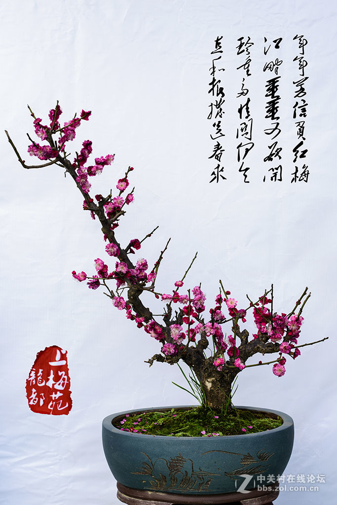 周口淮阳龙都上梅苑