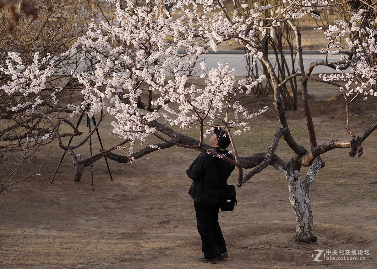 春风送暖，碧桃花开