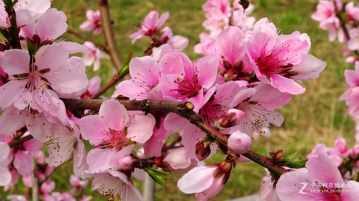 2017年的桃花，梨花，樱桃花