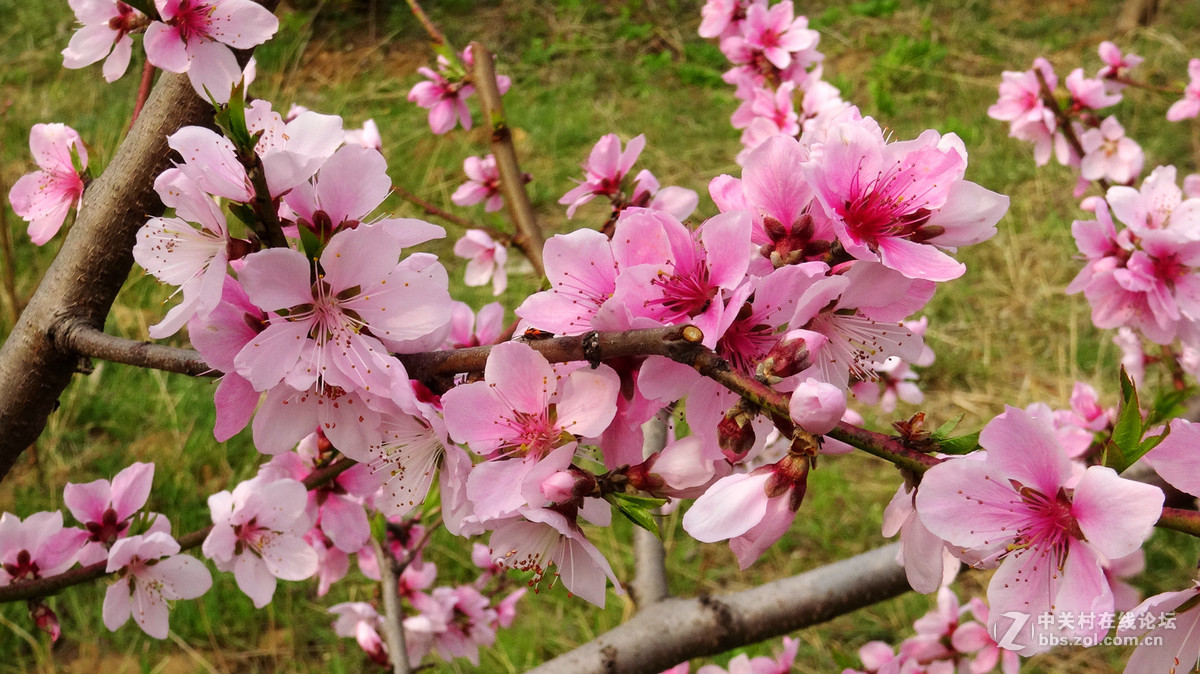 2017年的桃花，梨花，樱桃花