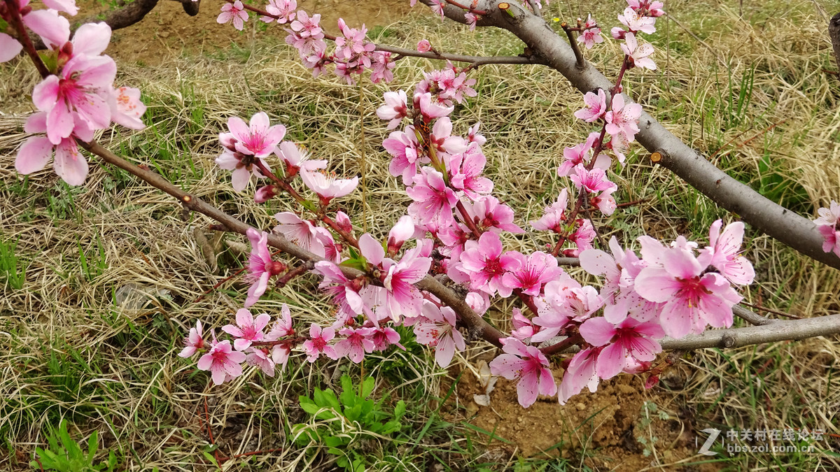 2017年的桃花，梨花，樱桃花