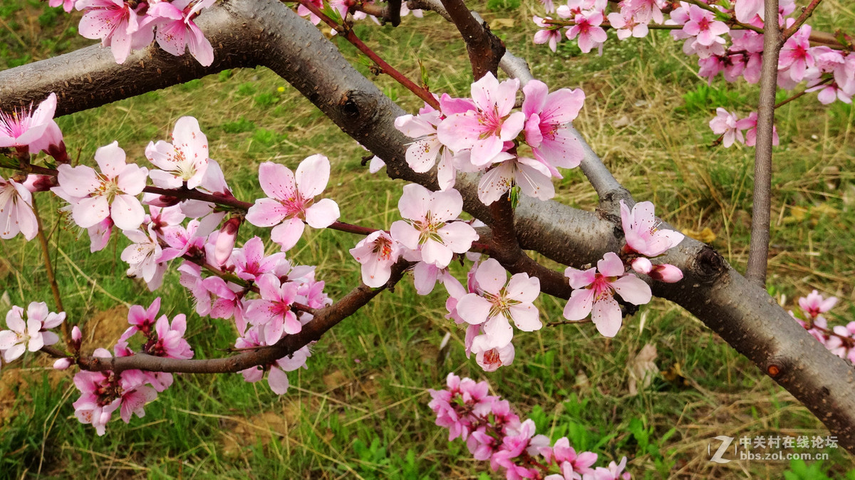 2017年的桃花，梨花，樱桃花