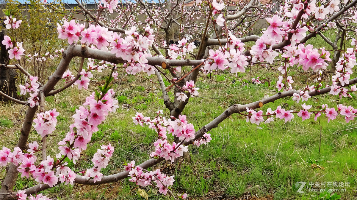 2017年的桃花，梨花，樱桃花