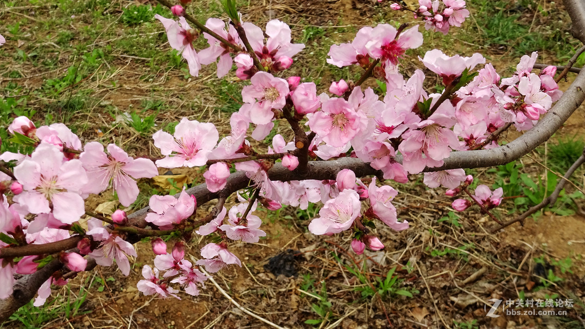 2017年的桃花，梨花，樱桃花