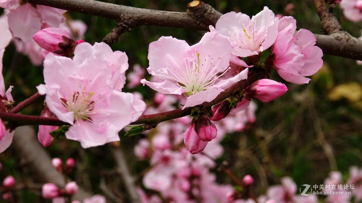 2017年的桃花，梨花，樱桃花