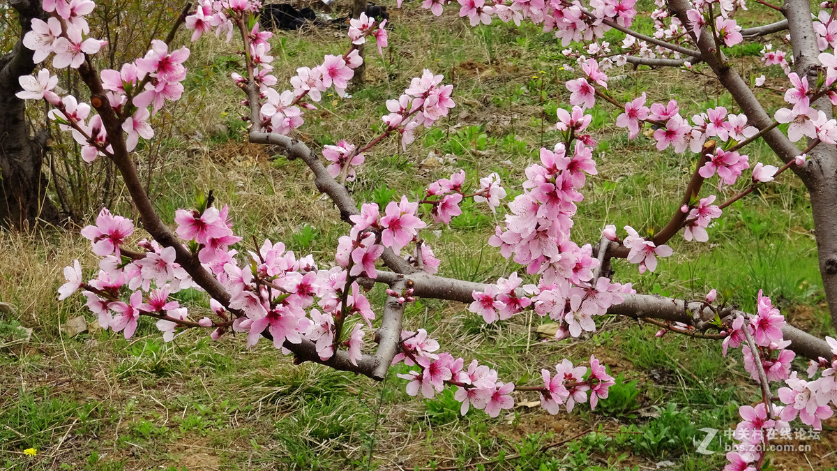 2017年的桃花，梨花，樱桃花