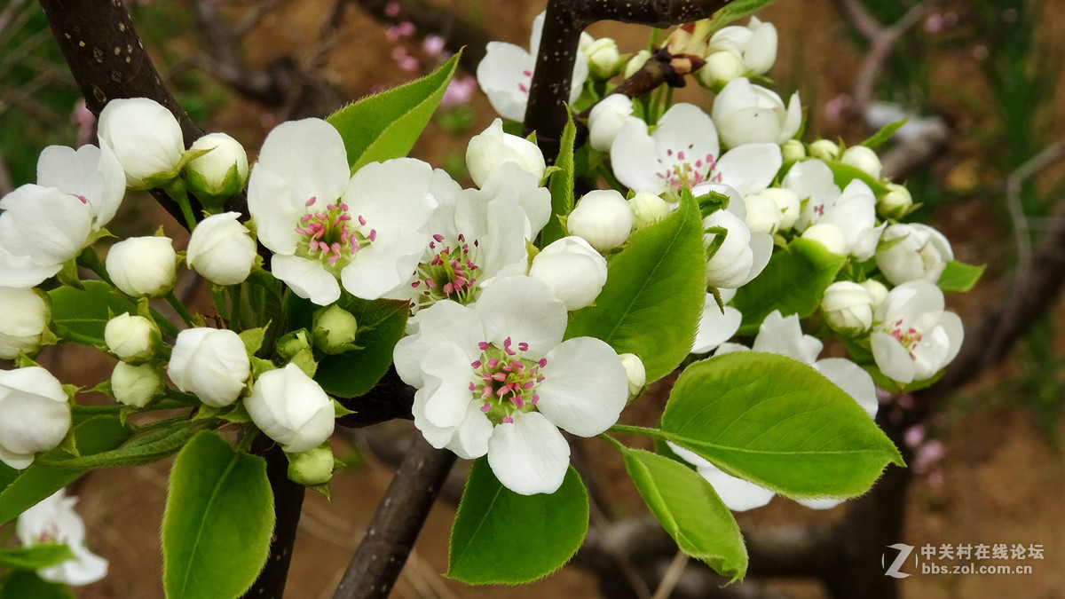 2017年的桃花，梨花，樱桃花