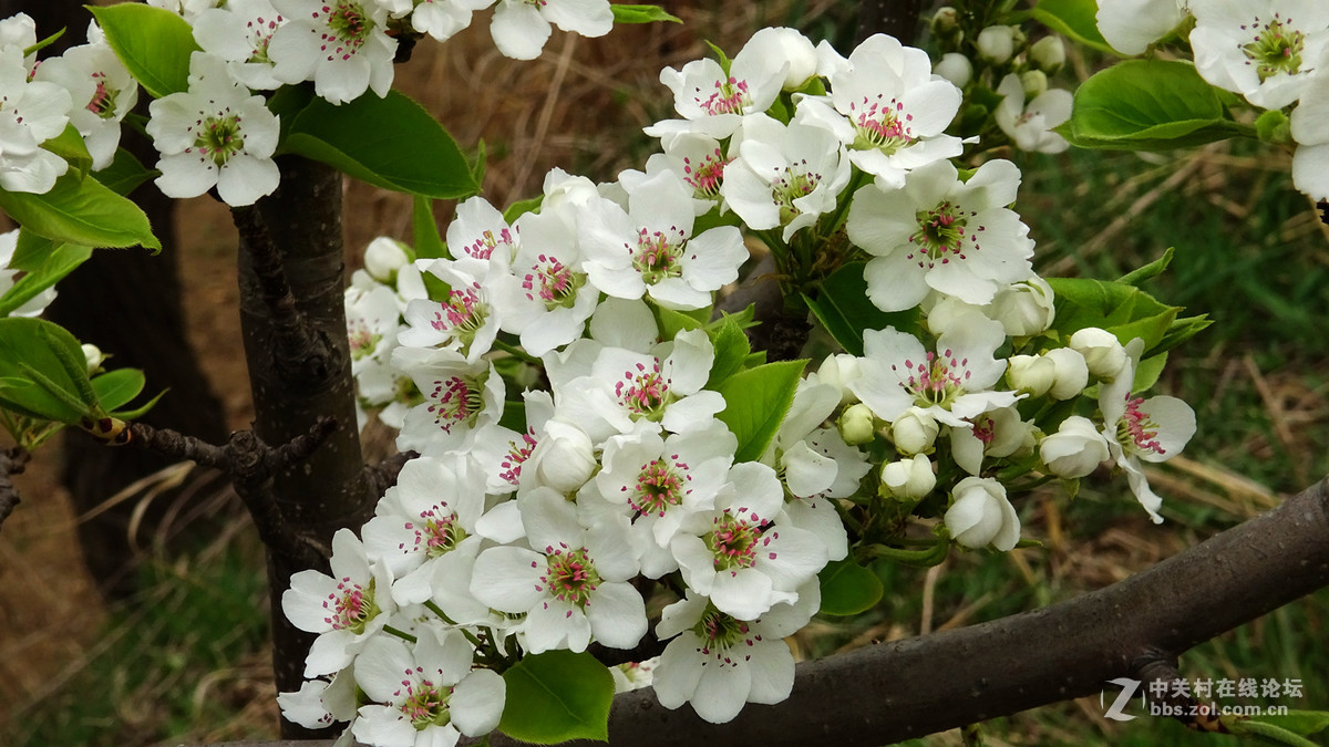 2017年的桃花，梨花，樱桃花