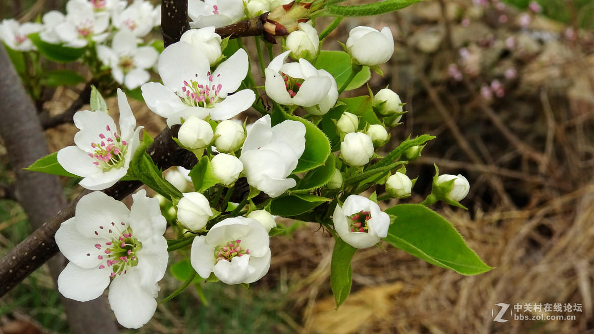 2017年的桃花，梨花，樱桃花