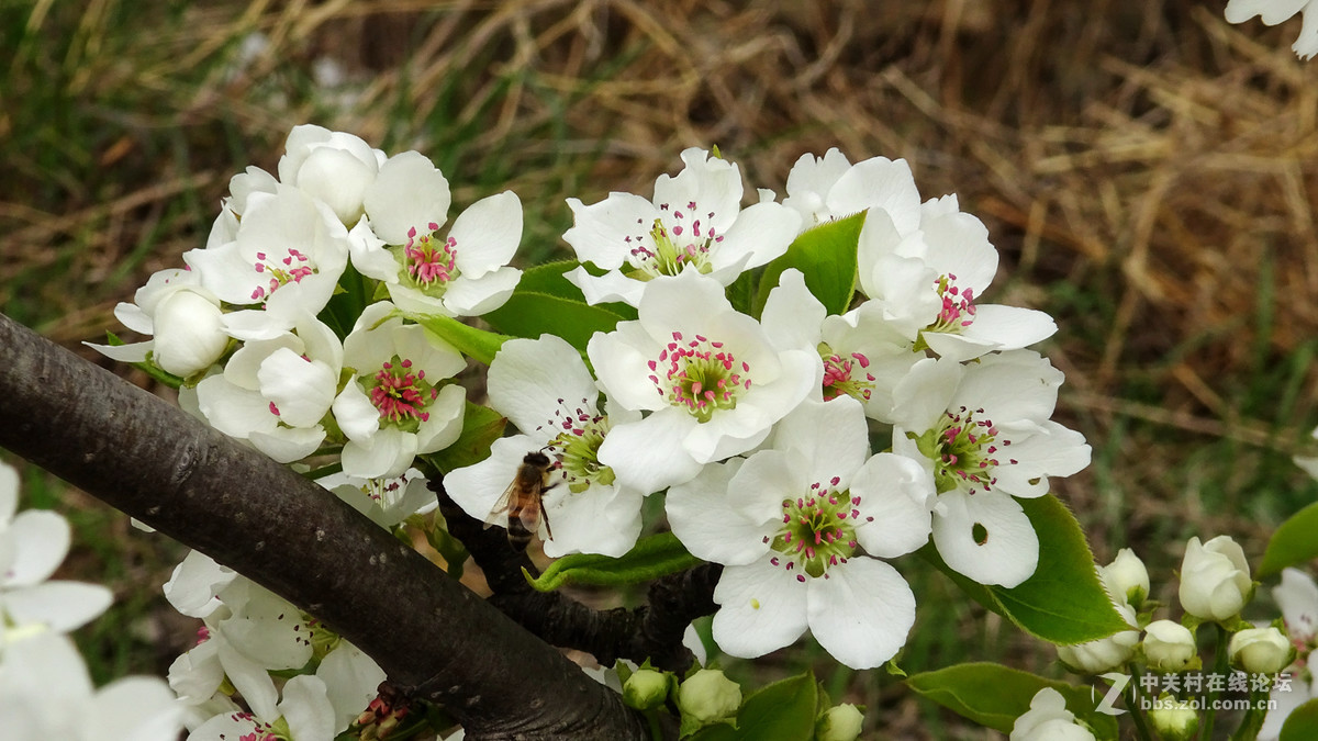 2017年的桃花，梨花，樱桃花