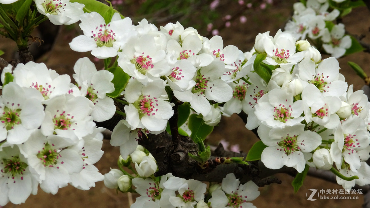 2017年的桃花，梨花，樱桃花