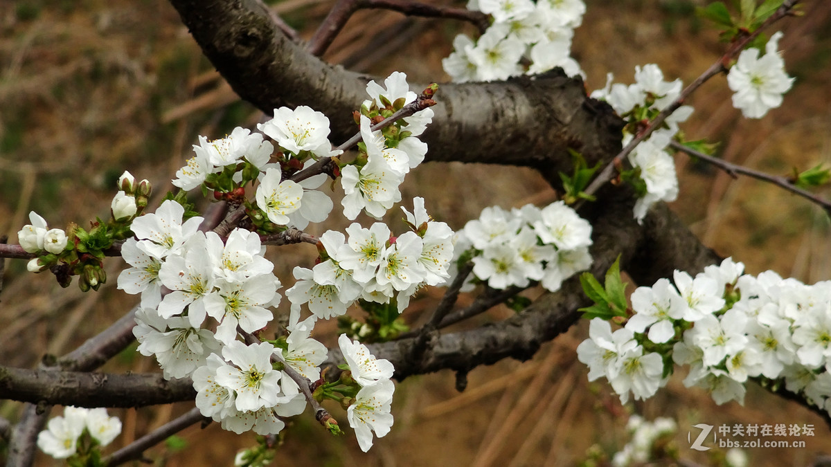 2017年的桃花，梨花，樱桃花