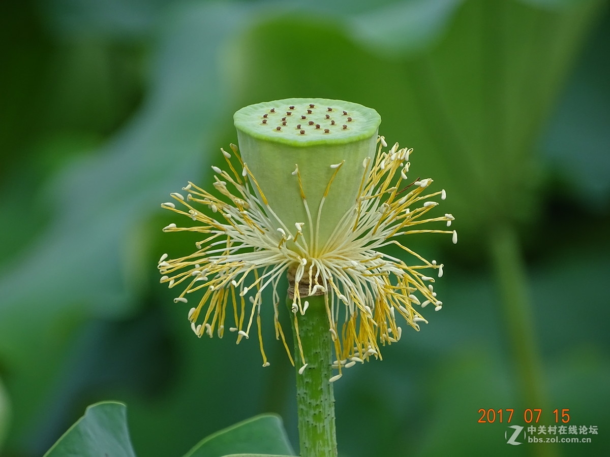 盛夏的莲子