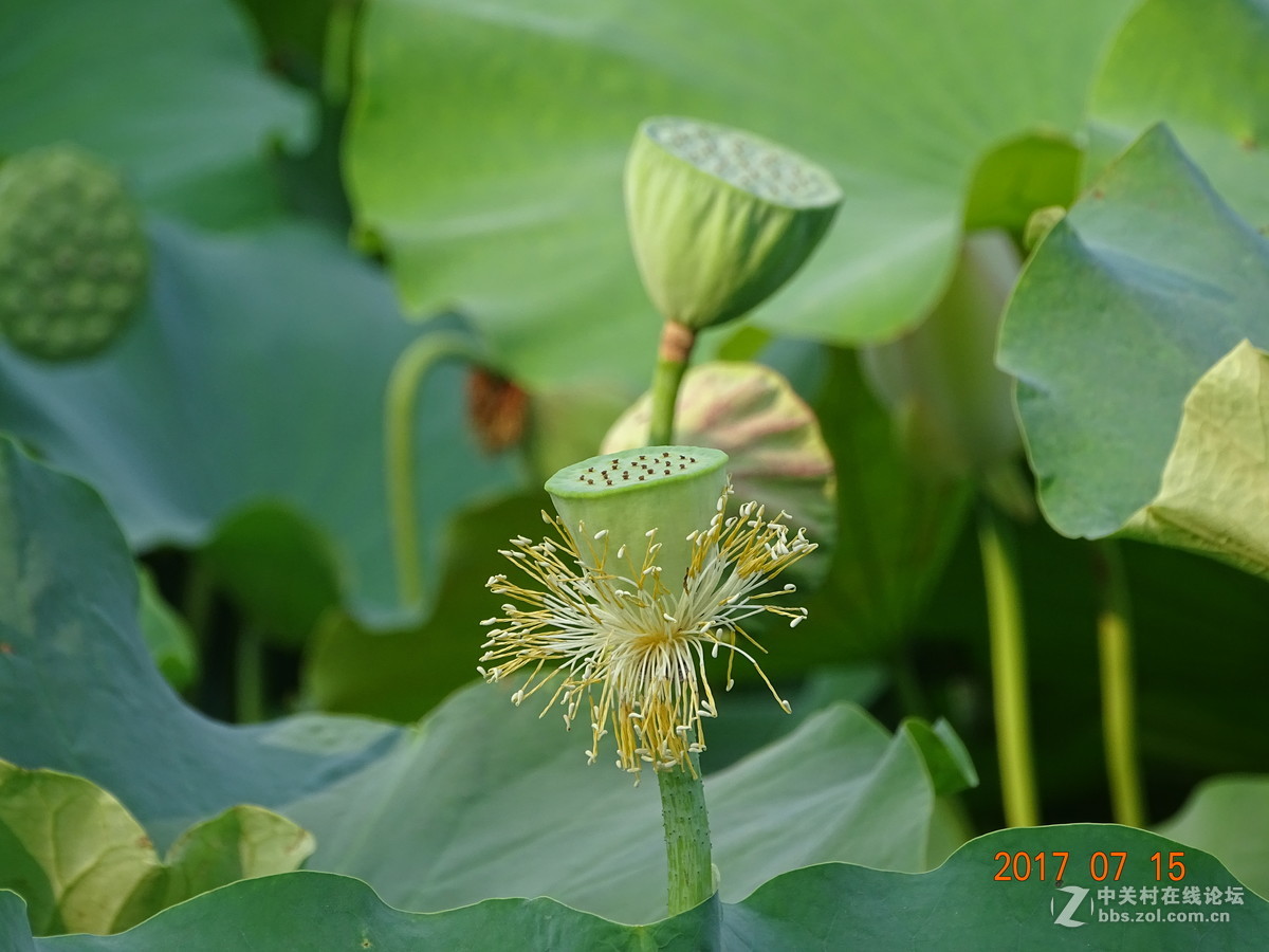 盛夏的莲子
