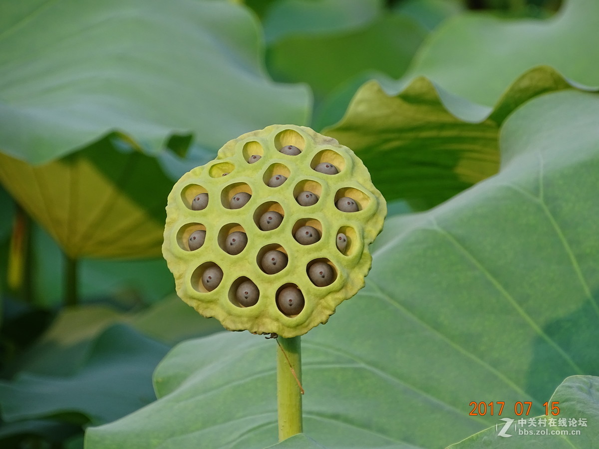 盛夏的莲子