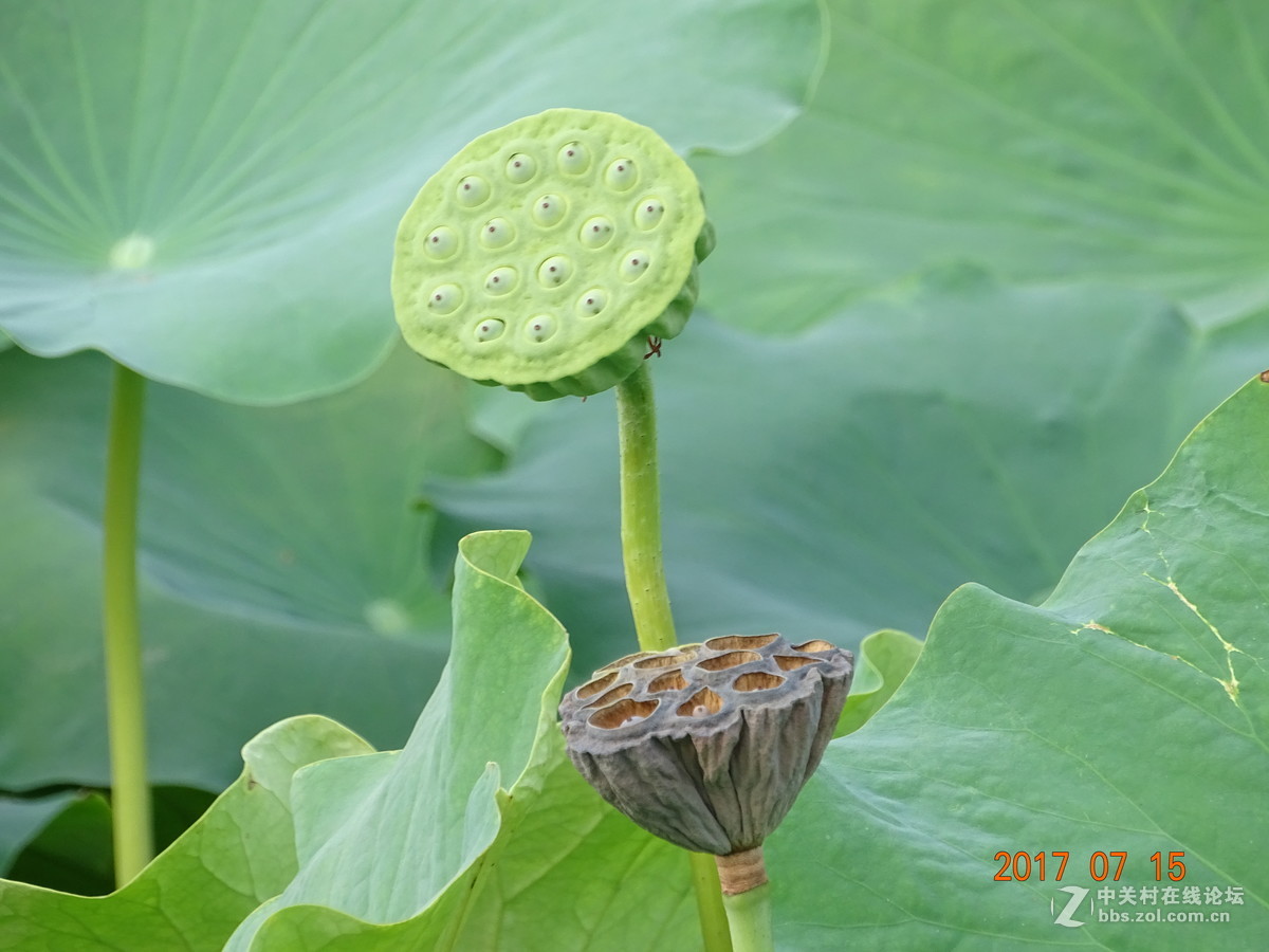 盛夏的莲子