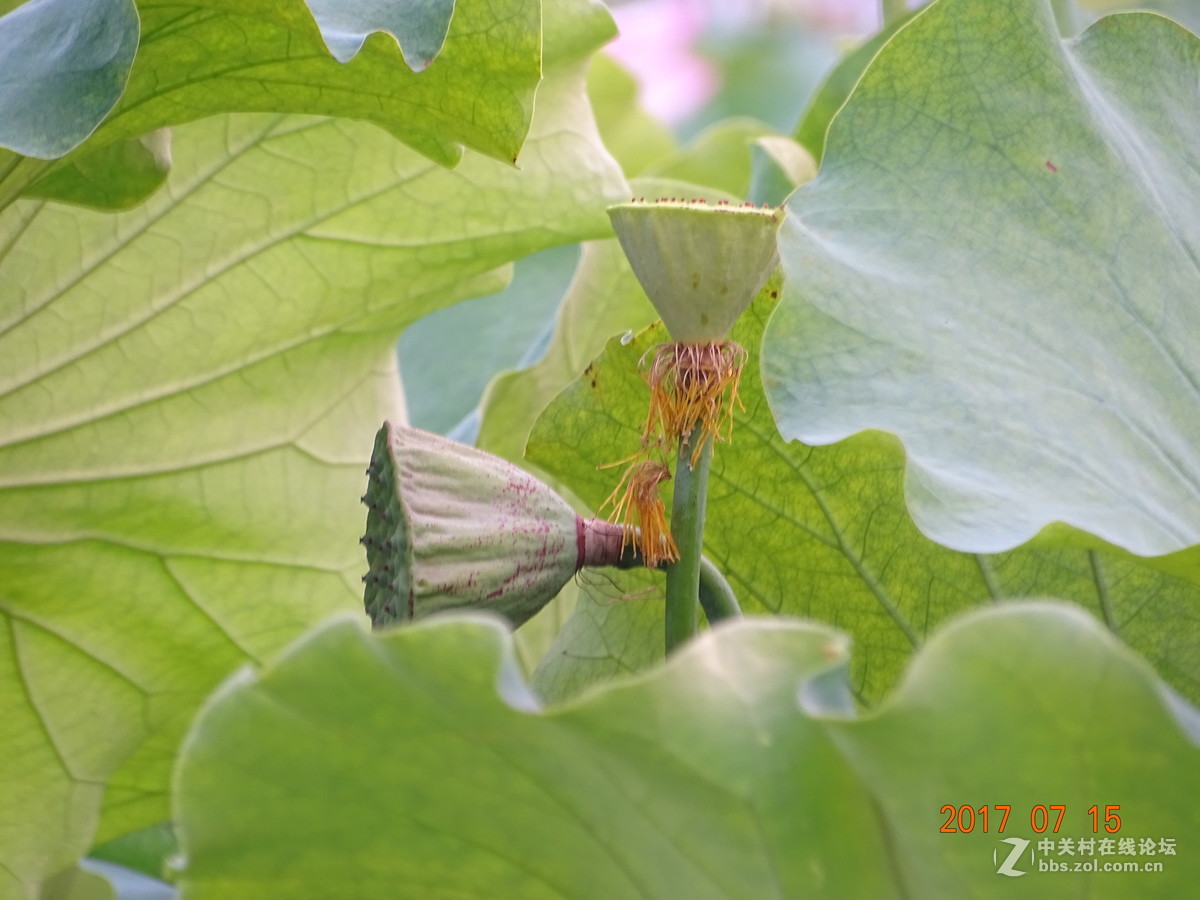 盛夏的莲子